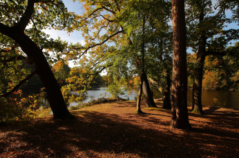 Картинка природа лес простор