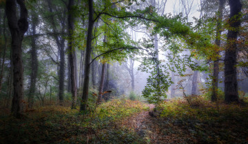 Картинка природа лес простор