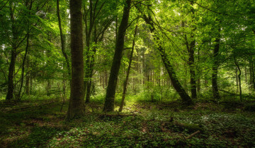 Картинка природа лес простор