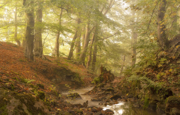 Картинка природа лес простор