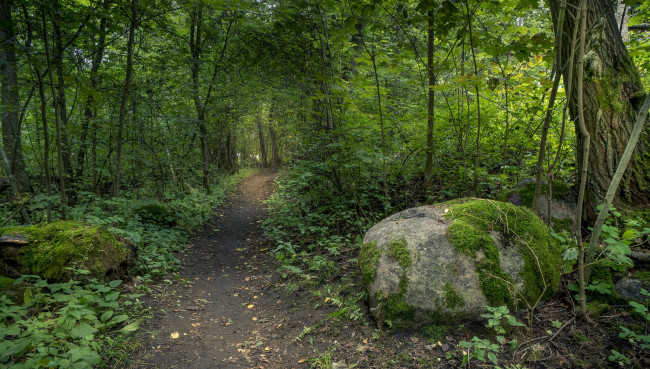 Обои картинки фото природа, лес, простор