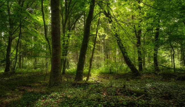 Обои картинки фото природа, лес, простор