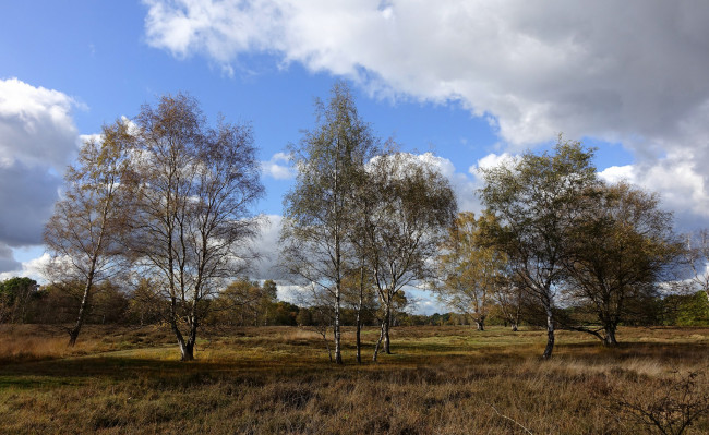 Обои картинки фото природа, деревья, простор