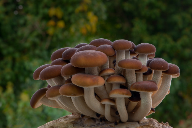 Обои картинки фото природа, грибы, простор