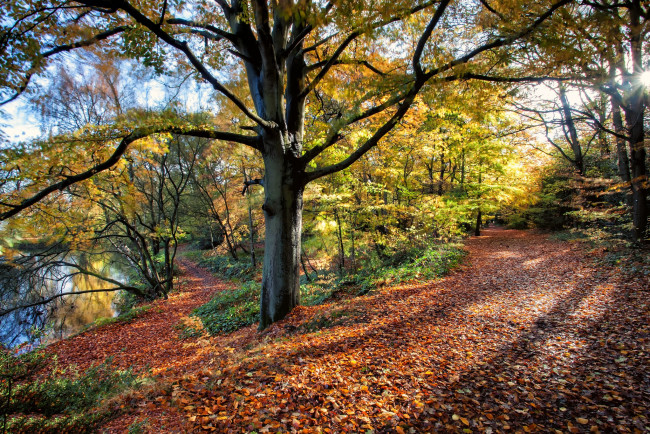 Обои картинки фото природа, лес, простор