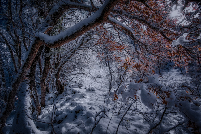 Обои картинки фото природа, лес, простор