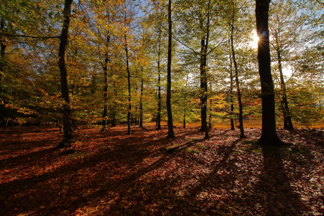 Обои картинки фото природа, лес, простор