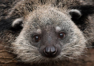 Картинка binturong животные -+другое бинтуронг млекопитающие виверровые хищники шерсть морда когти хвост