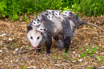 Картинка possums животные опоссумы детёныши opossum опоссум опоссумовые зверёк мех хвостик мордочка млекопитающие