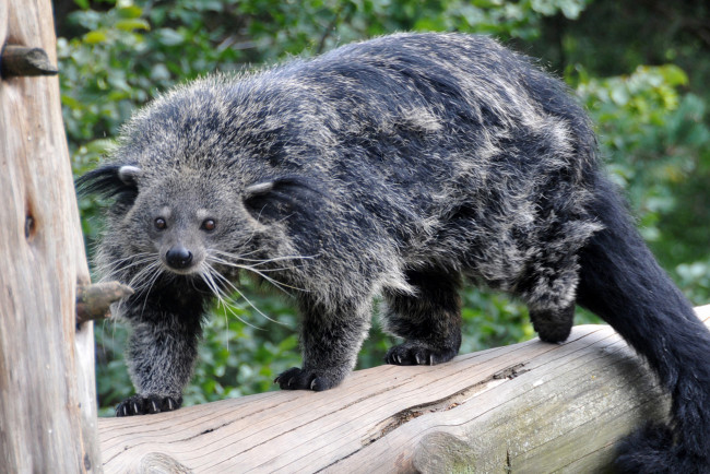 Обои картинки фото binturong, животные, бинтуронги, бинтуронг, млекопитающие, виверровые, хищники, шерсть, морда, когти, хвост