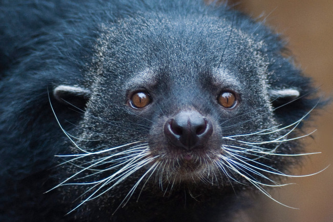 Обои картинки фото binturong, животные, бинтуронги, бинтуронг, млекопитающие, виверровые, хищники, шерсть, морда, когти, хвост