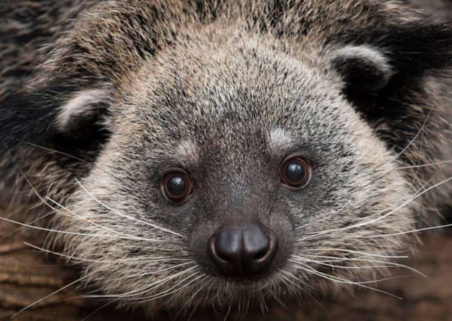 Обои картинки фото binturong, животные, - другое, бинтуронг, млекопитающие, виверровые, хищники, шерсть, морда, когти, хвост