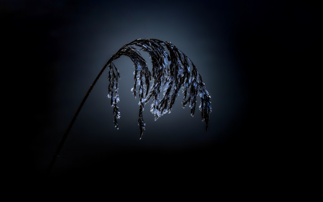 Обои картинки фото природа, макро, растение, наледь