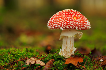 Картинка природа грибы +мухомор гриб
