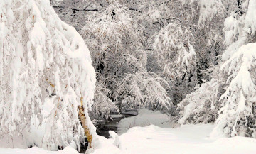 обоя природа, зима, деревья, снег, ручей