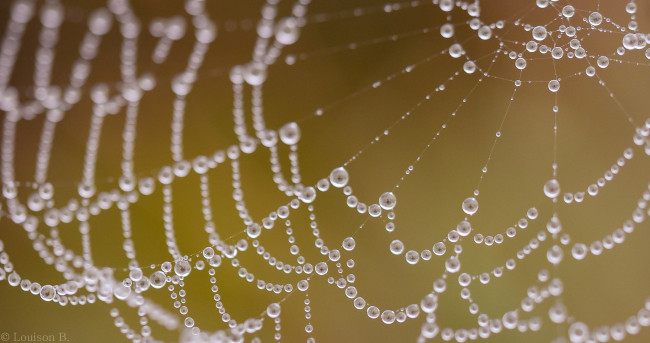 Обои картинки фото природа, макро, капли