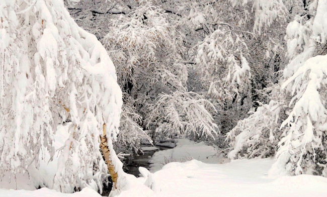 Обои картинки фото природа, зима, деревья, снег, ручей