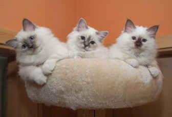 Картинка животные коты кот кошка котята