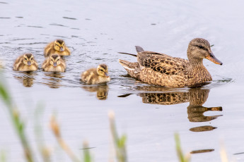 Картинка животные утки утка утята