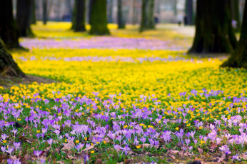 Картинка цветы крокусы