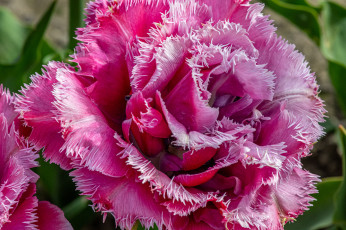 Картинка цветы тюльпаны