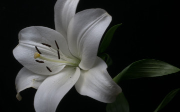 обоя цветы, лилии,  лилейники, белая, лилия, макро