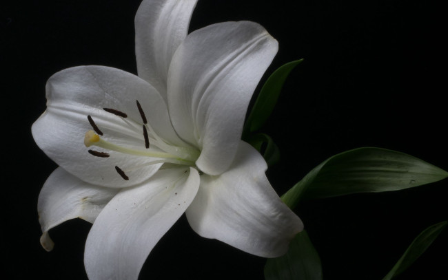 Обои картинки фото цветы, лилии,  лилейники, белая, лилия, макро
