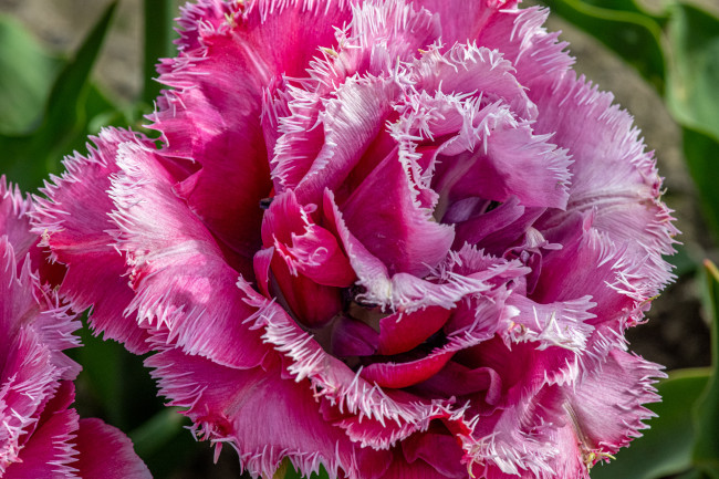 Обои картинки фото цветы, тюльпаны