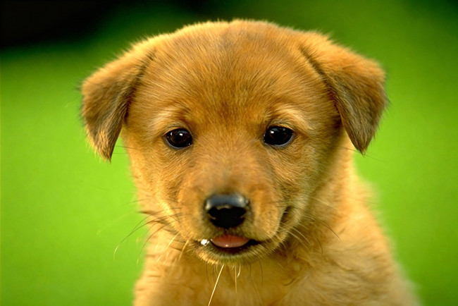 Обои картинки фото животные, собаки, щенок