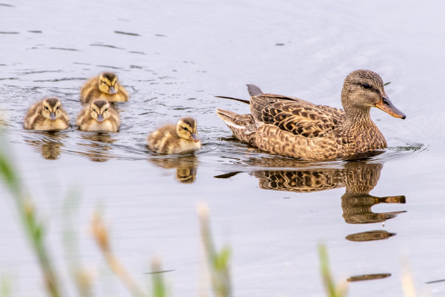 Обои картинки фото животные, утки, утка, утята
