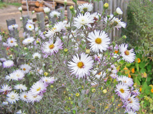 Картинка Чухлома костромская облать осень цветы астры