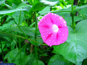 Картинка цветы вьюнки ипомеи