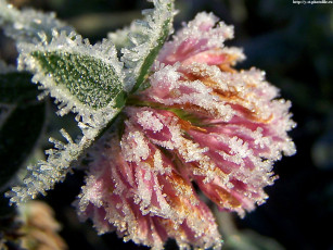 Картинка морозное утро поздняя осень абрамцево цветы луговые полевые