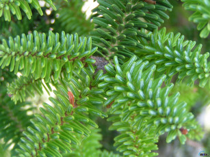 Картинка природа макро