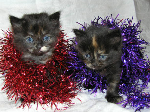 Картинка животные коты