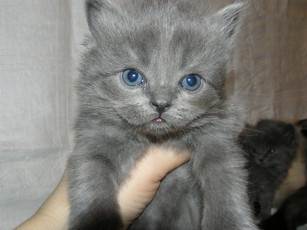 Картинка животные коты