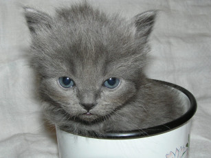 Картинка животные коты