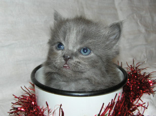 Картинка животные коты