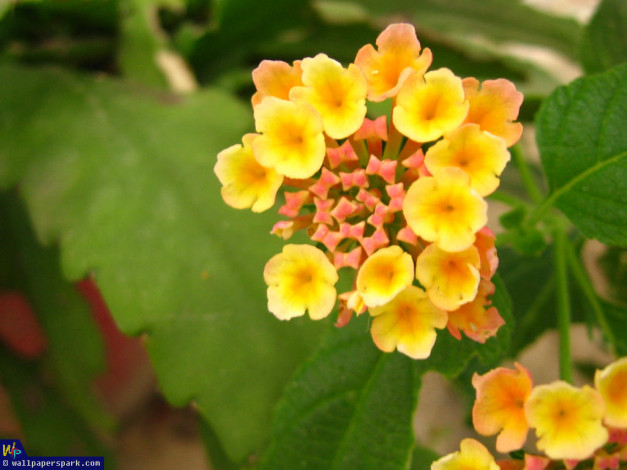 Обои картинки фото цветы, лантана, вербена