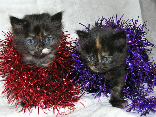 Обои картинки фото животные, коты