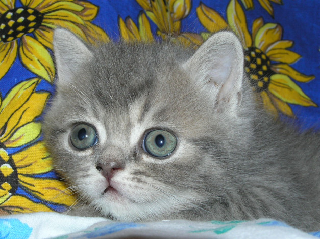 Обои картинки фото животные, коты