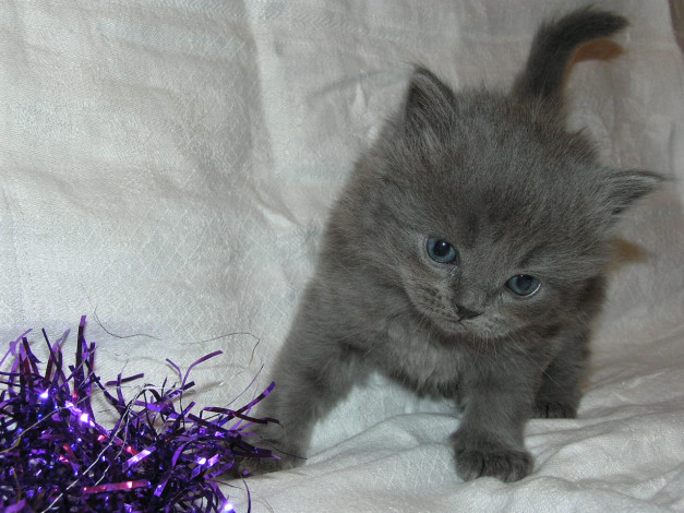 Обои картинки фото животные, коты