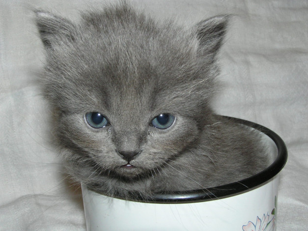 Обои картинки фото животные, коты