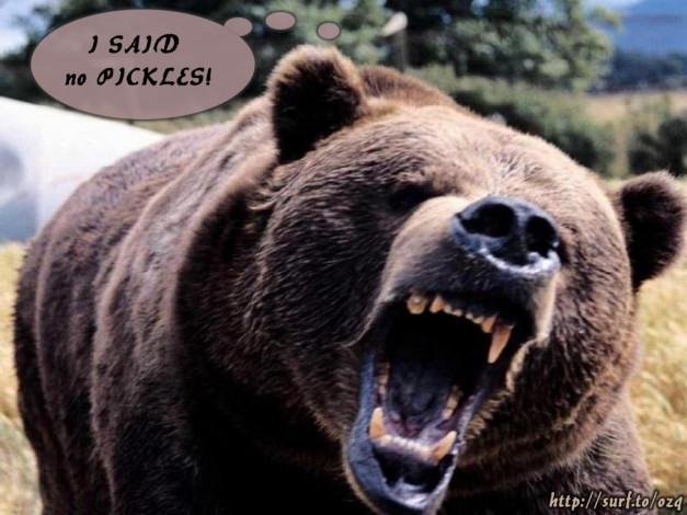 Обои картинки фото животные, медведи