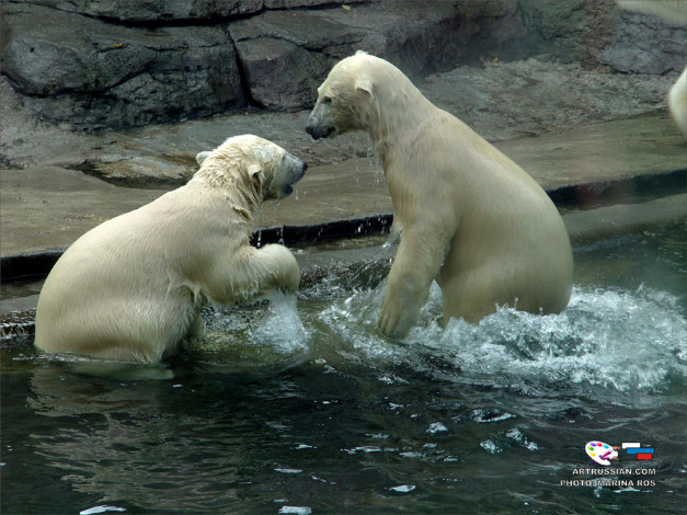 Обои картинки фото животные, медведи