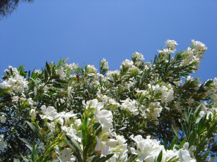 Картинка цветы олеандры