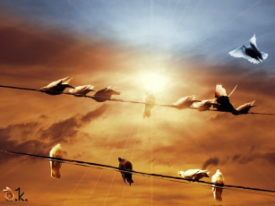 Картинка шурэло линии любви животные голуби