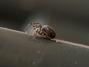 Картинка животные пауки