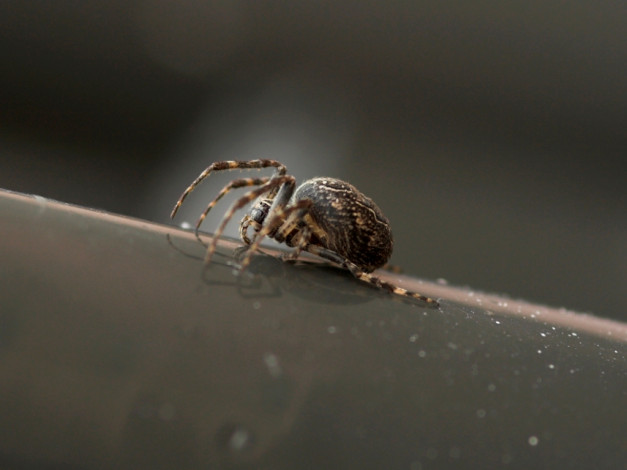 Обои картинки фото животные, пауки