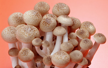 Картинка еда грибы грибные блюда